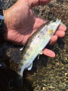 ヤマメの釣果