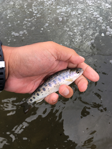 ヤマメの釣果