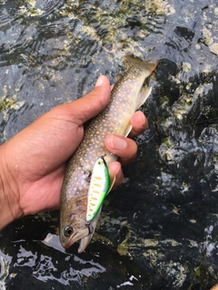 ニッコウイワナの釣果