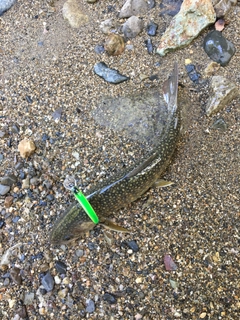 ニッコウイワナの釣果