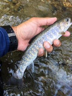 ニッコウイワナの釣果