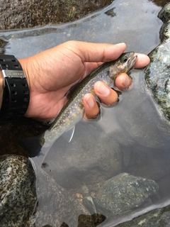 ニッコウイワナの釣果