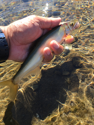 アユの釣果