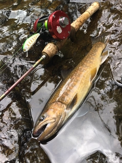 ニッコウイワナの釣果