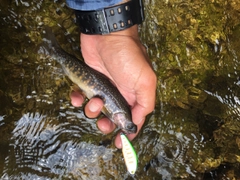 ニッコウイワナの釣果