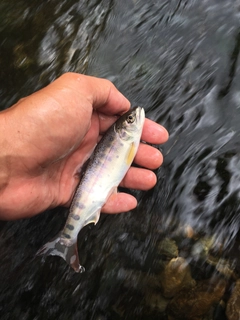 ヤマメの釣果