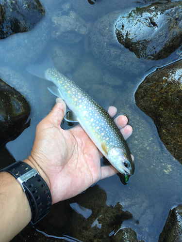 ニッコウイワナの釣果