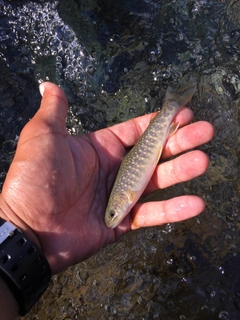 ニッコウイワナの釣果