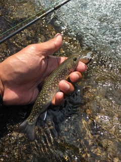 ニッコウイワナの釣果