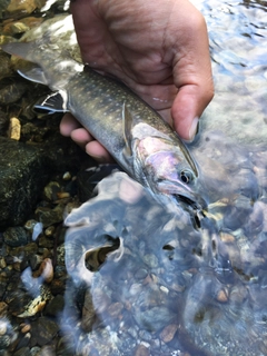 ニッコウイワナの釣果