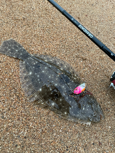 ヒラメの釣果