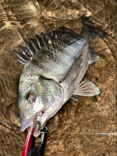 チヌの釣果