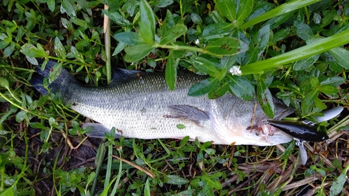 ラージマウスバスの釣果