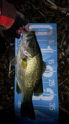 ブラックバスの釣果