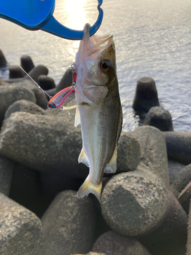 セイゴ（マルスズキ）の釣果