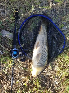 コイの釣果