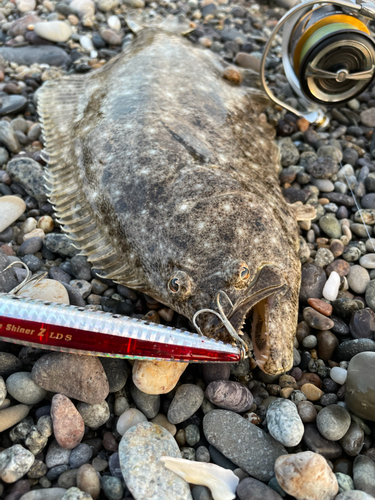 ヒラメの釣果