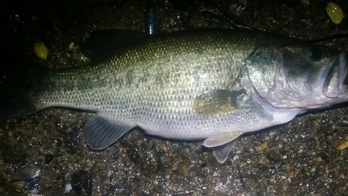 ラージマウスバスの釣果