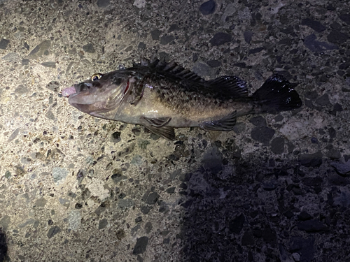 クロソイの釣果