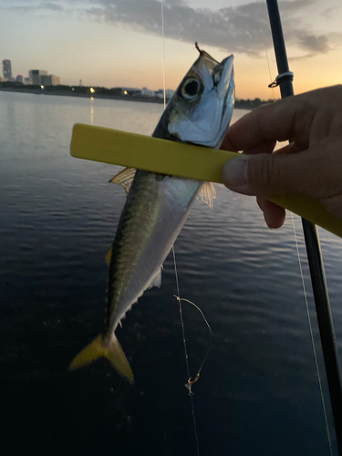 サバの釣果