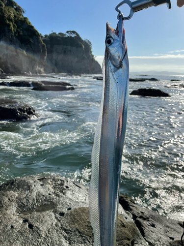 タチウオの釣果