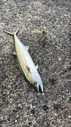 サゴシの釣果