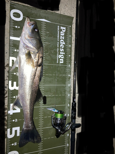 シーバスの釣果