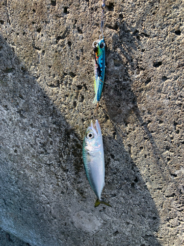 サバの釣果