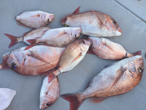 タイの釣果