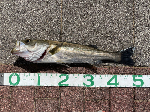 シーバスの釣果