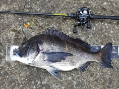 チヌの釣果