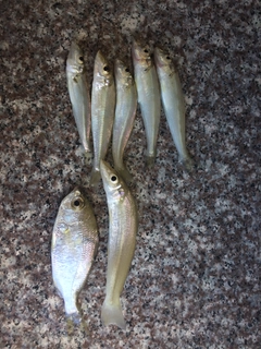 キスの釣果