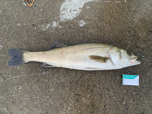 スズキの釣果