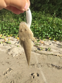 ミナミマゴチの釣果