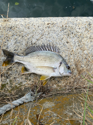 キビレの釣果