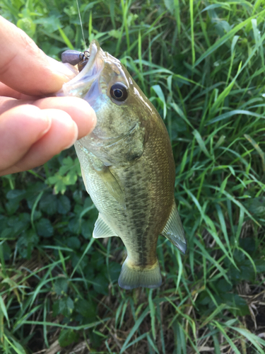 ラージマウスバスの釣果