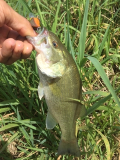 ラージマウスバスの釣果