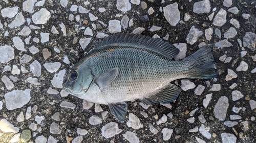 メジナの釣果