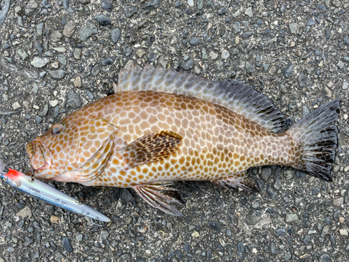 オオモンハタの釣果