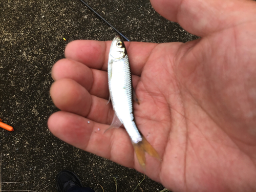 オイカワの釣果