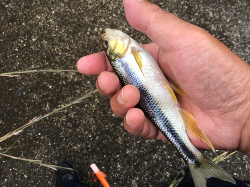 カワムツの釣果