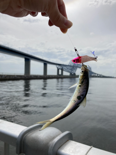 サッパの釣果