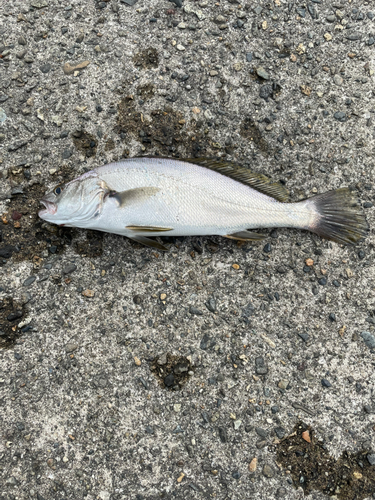 イシモチの釣果