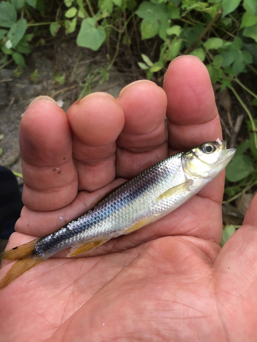 カワムツの釣果