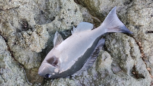 クロの釣果