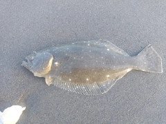 ソゲの釣果