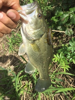 ラージマウスバスの釣果