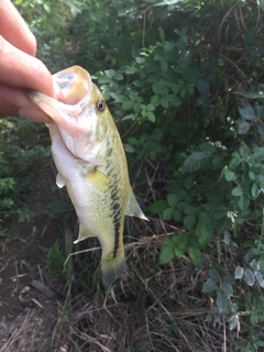 ラージマウスバスの釣果