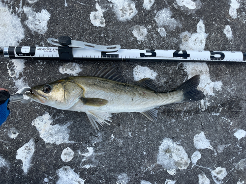 シーバスの釣果