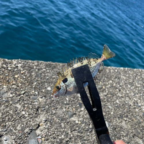 バリの釣果